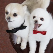 ペットと一緒に